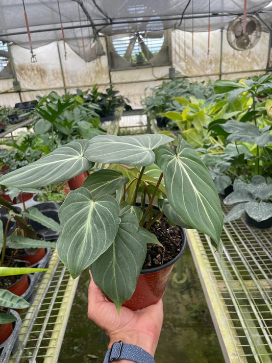 How to Care for Philodendron Gloriosum