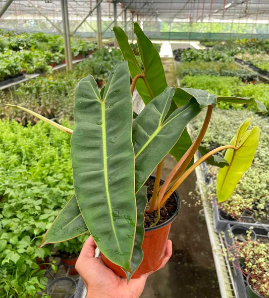 Philodendron Billietiae Care