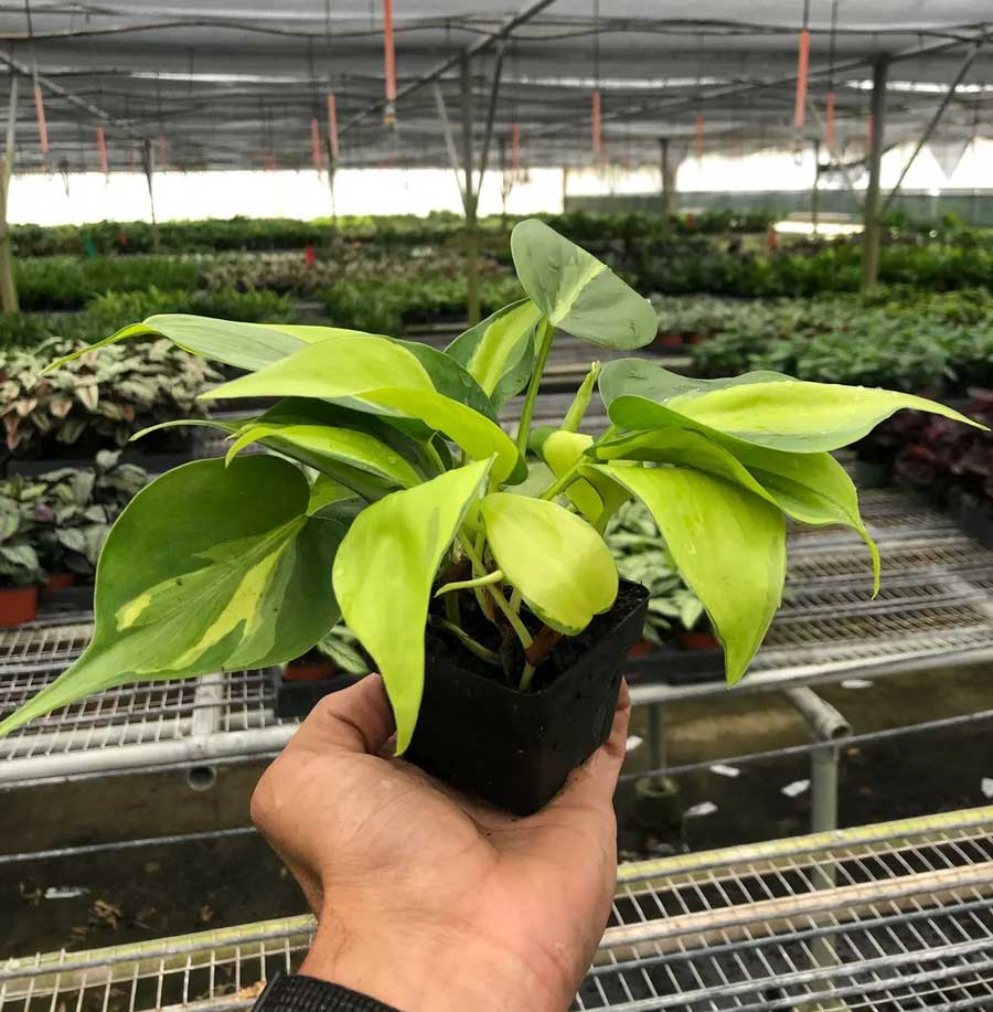 Philodendron Brasil