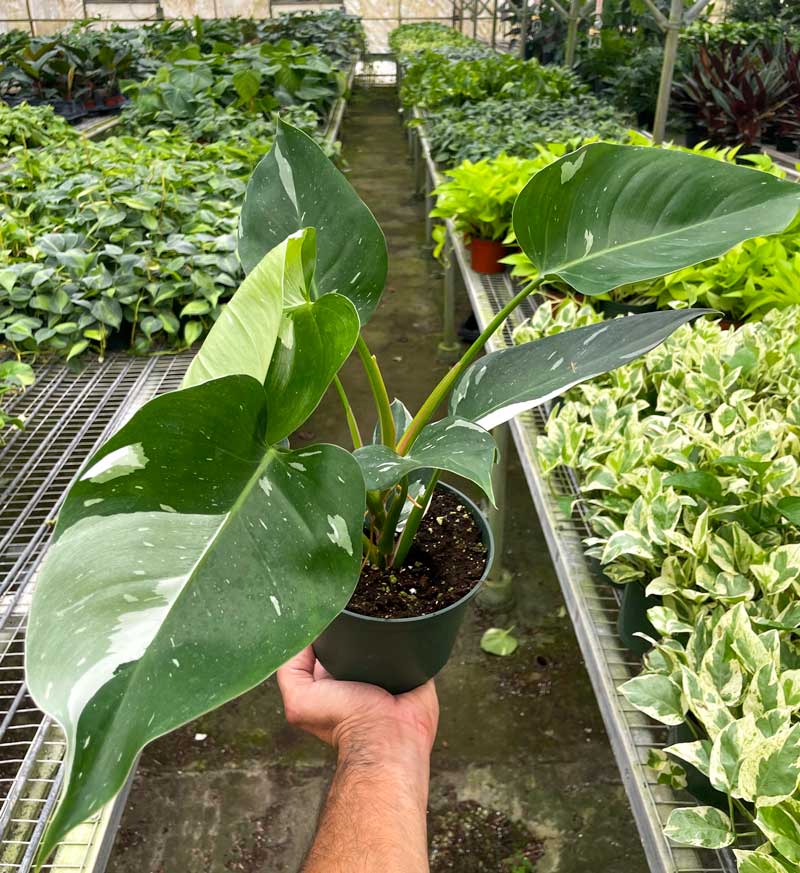 Philodendron White Princess Care