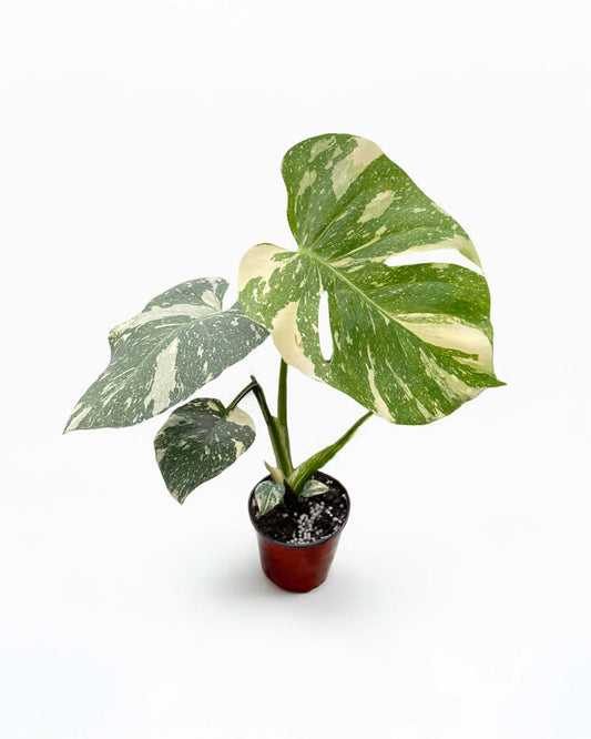 how to care for thai constellation monstera