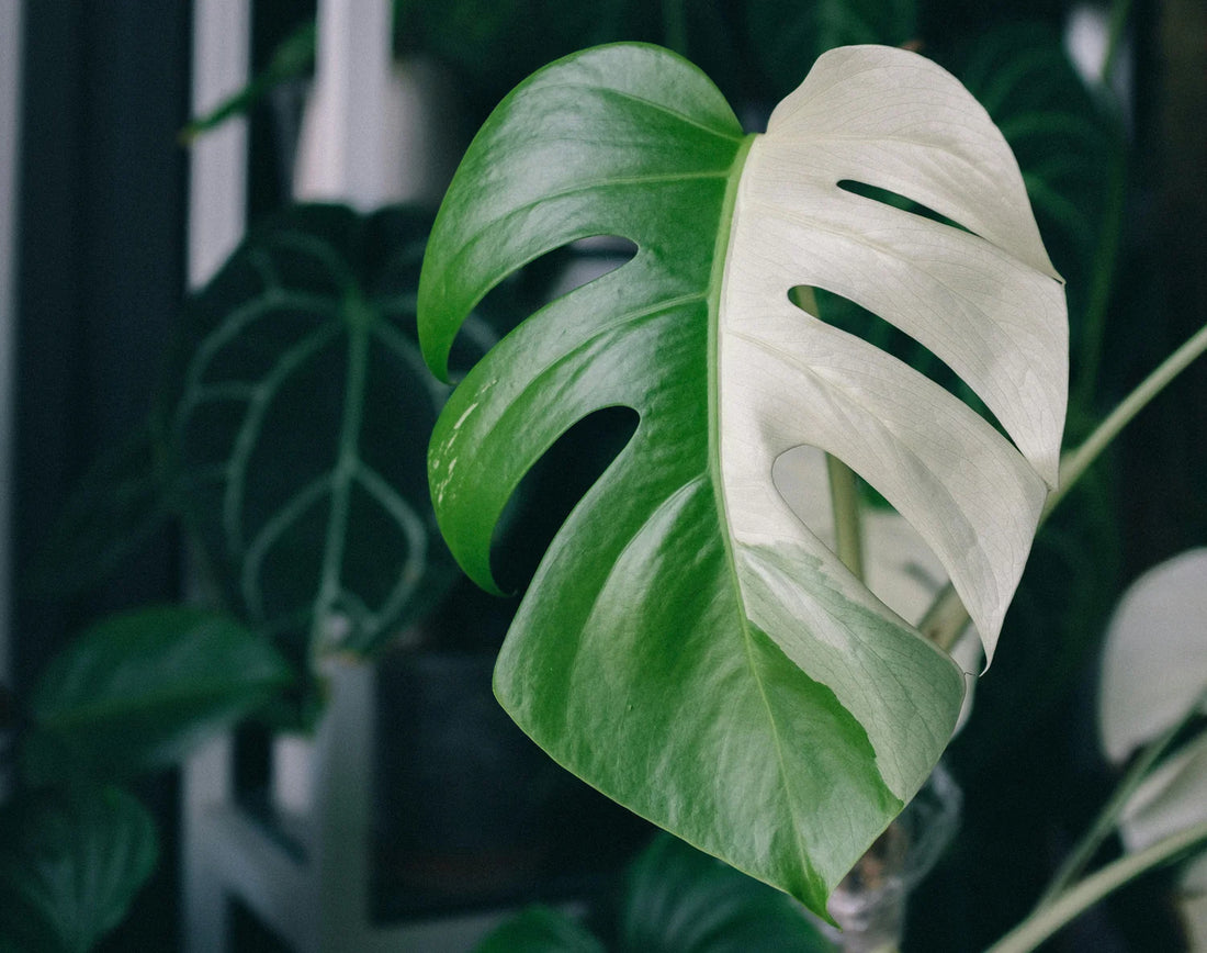 how to care for monstera albo