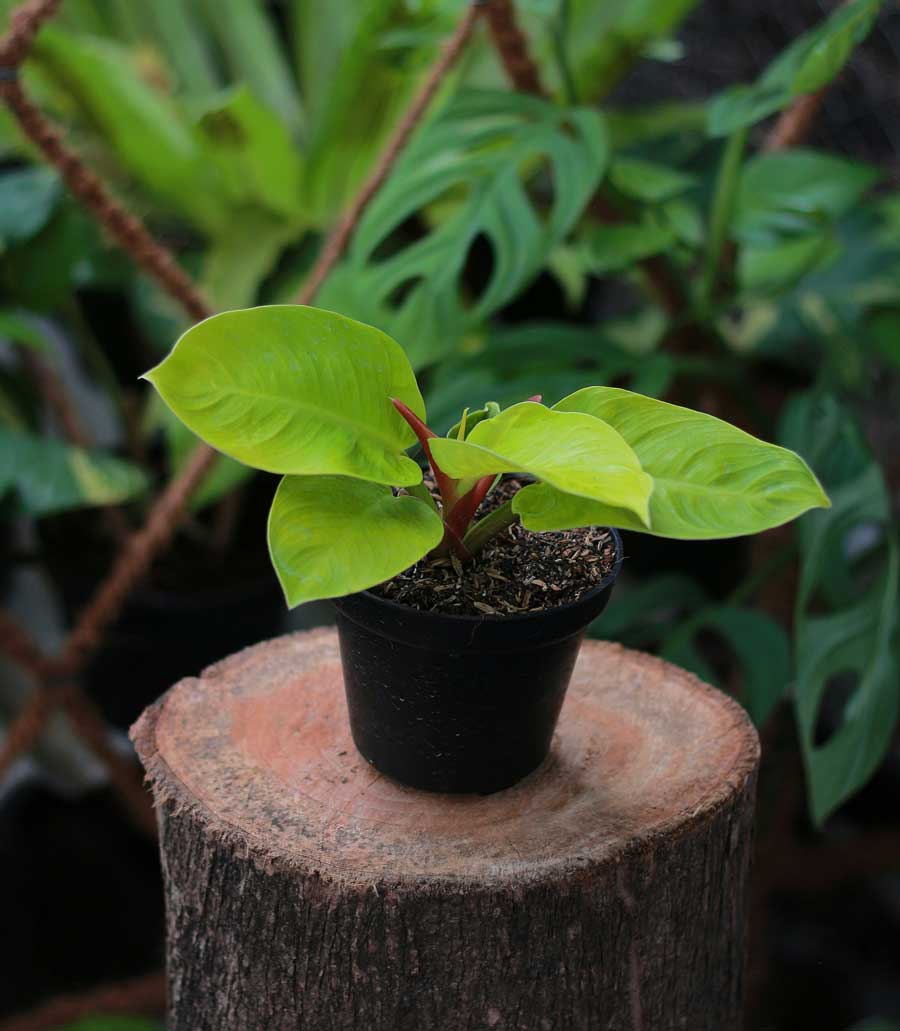 Philodendron Moonlight Care