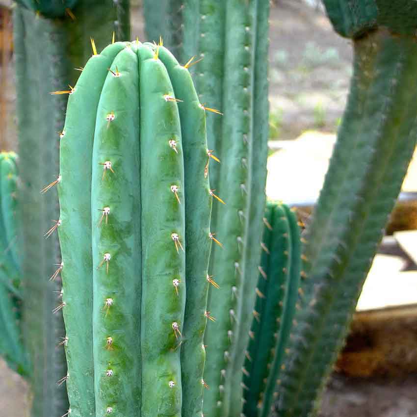 san pedro cactus