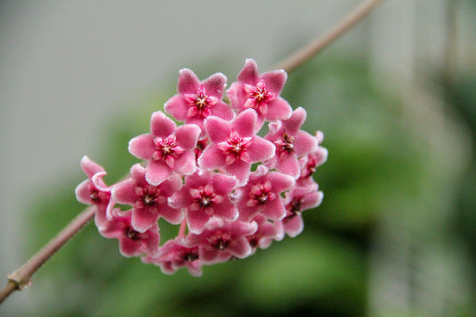  How to Get a Hoya to Bloom