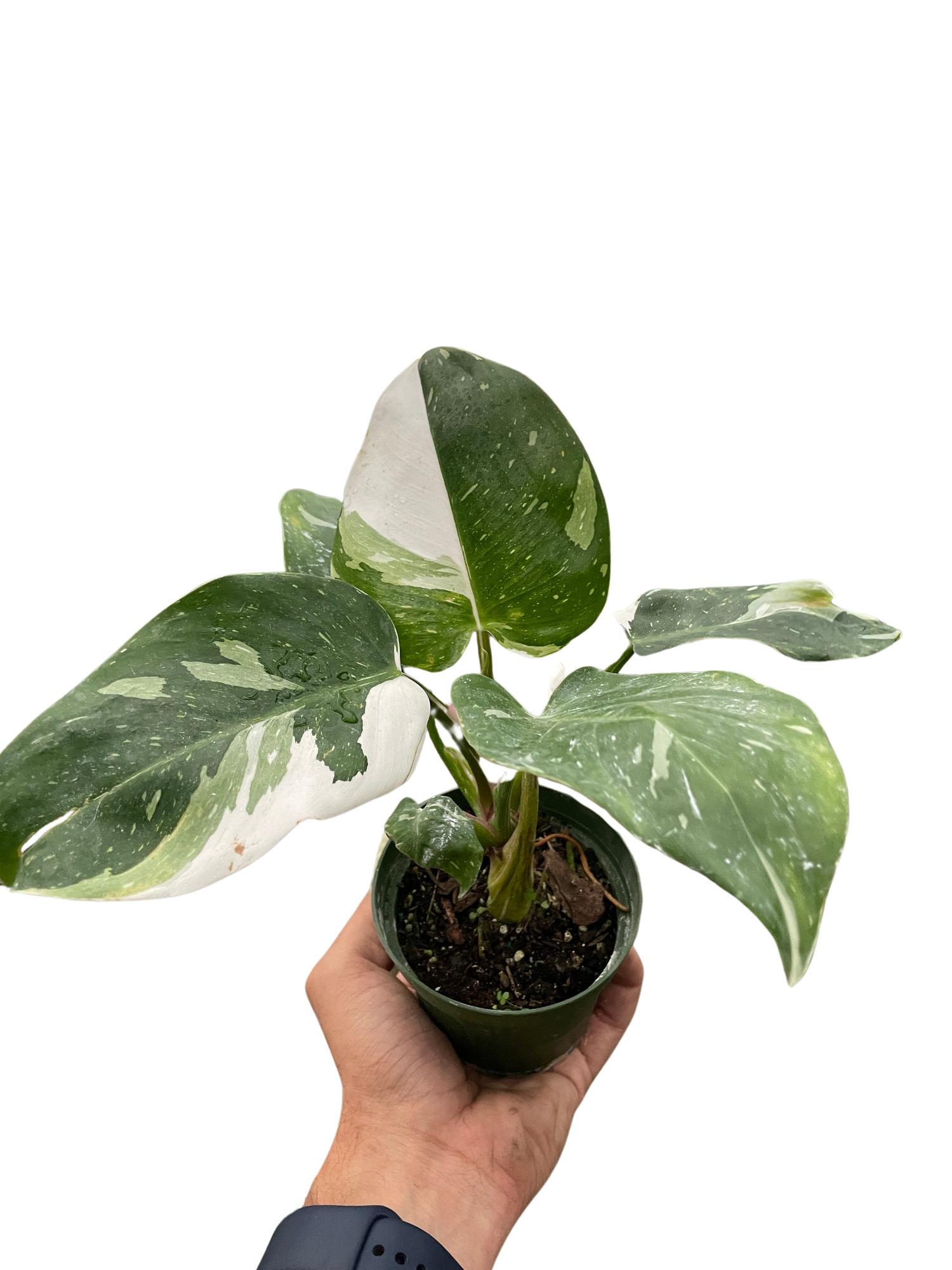 Exotic Rare Houseplants
