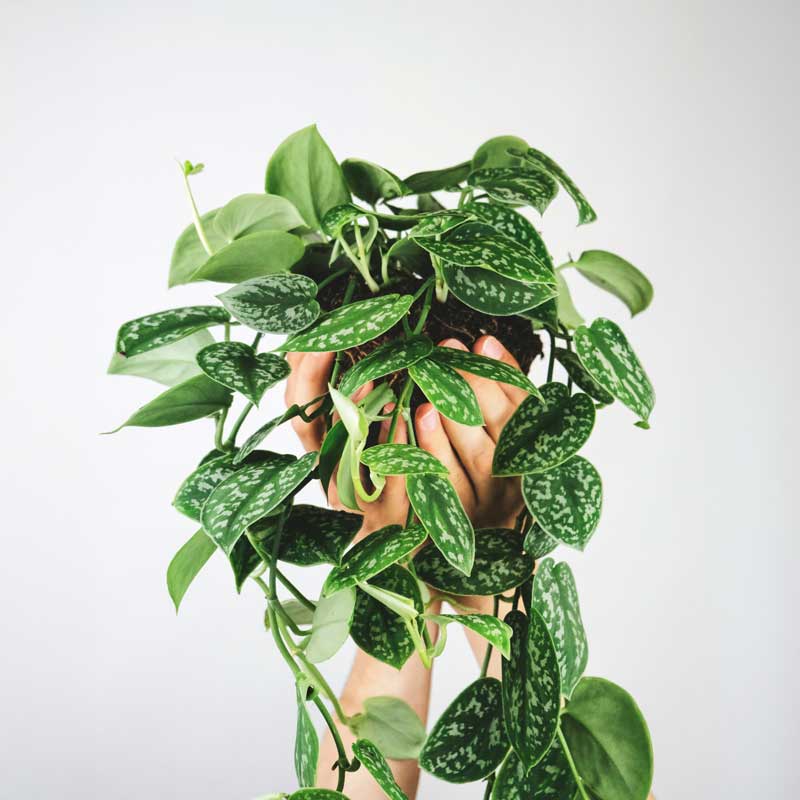 Climbing Houseplants