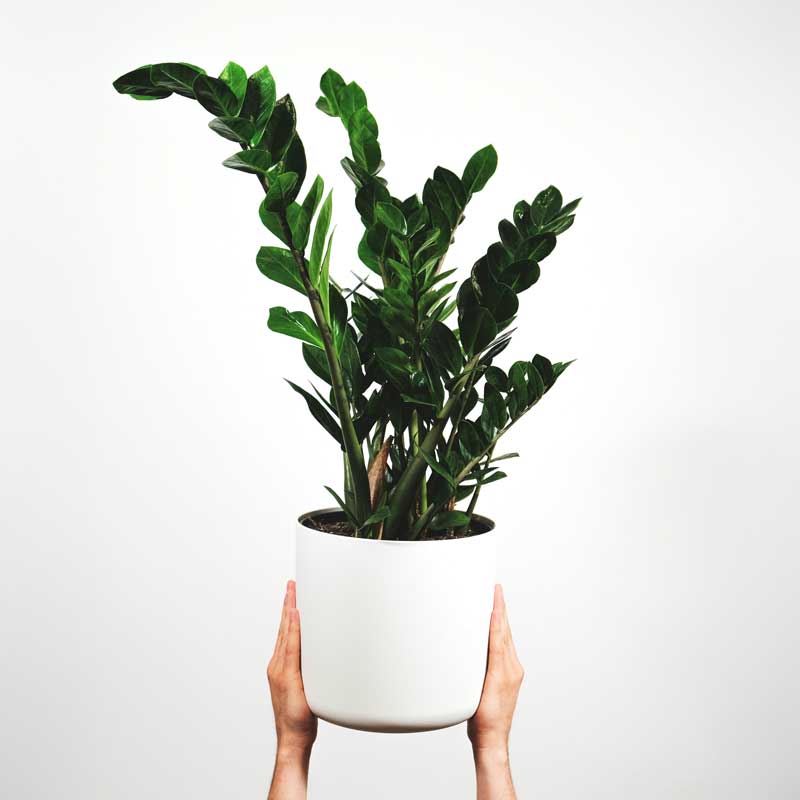 Low-Maintenance Indoor Plants