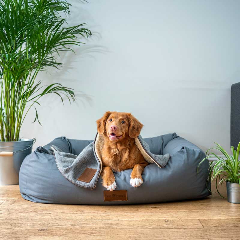 Pet-Friendly Houseplants