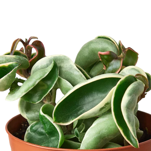Hoya Rope Plant Variegated
