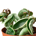 Hoya Rope Plant Variegated