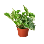 Marble Queen Pothos