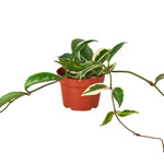 Hoya Carnosa Tricolor