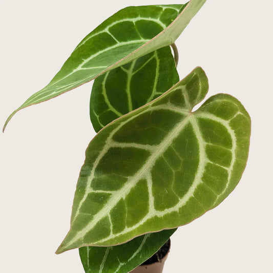 Anthurium Crystallinum