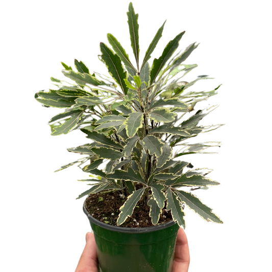 False Aralia Variegated