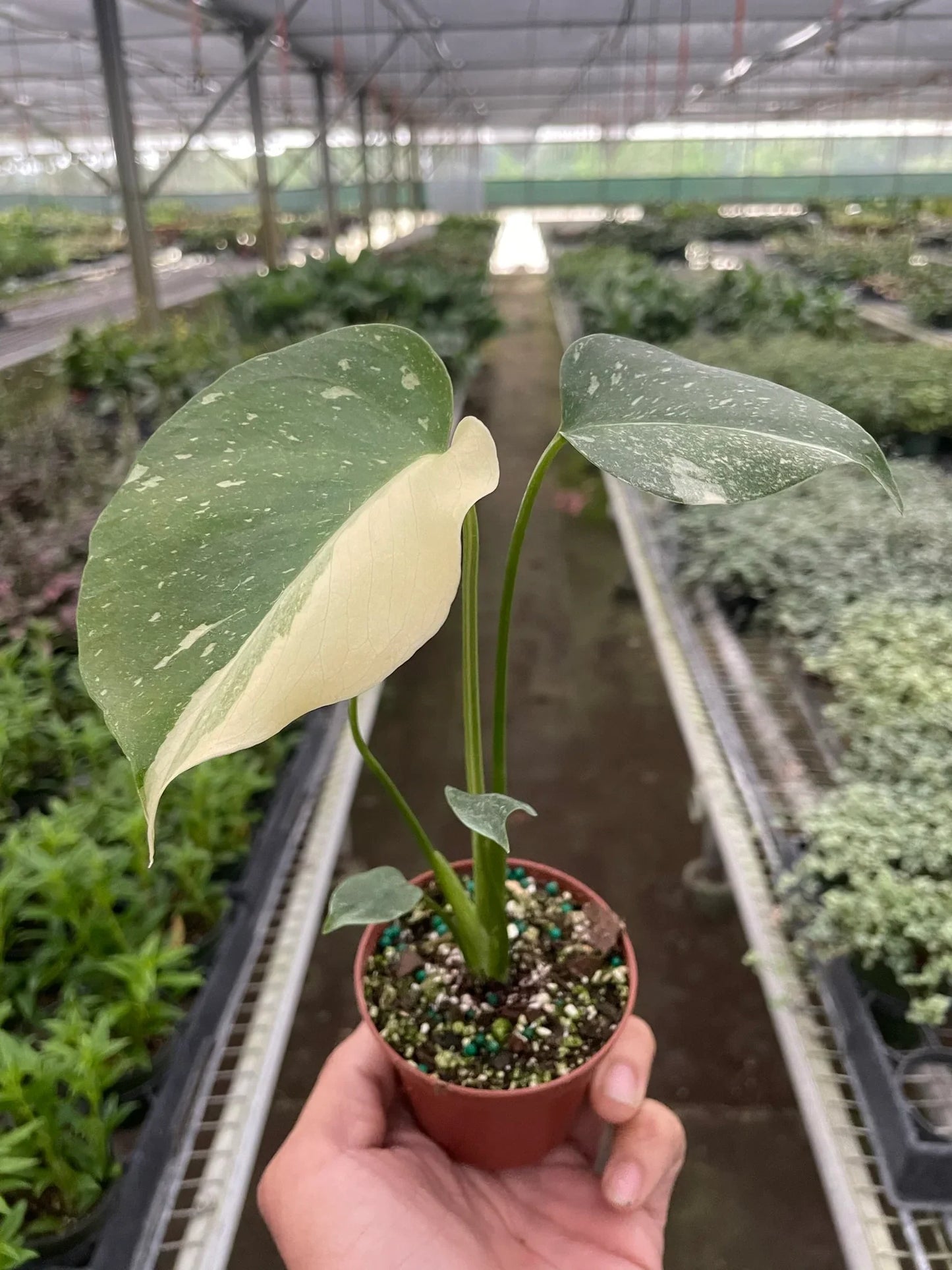 Thai Constellation Monstera