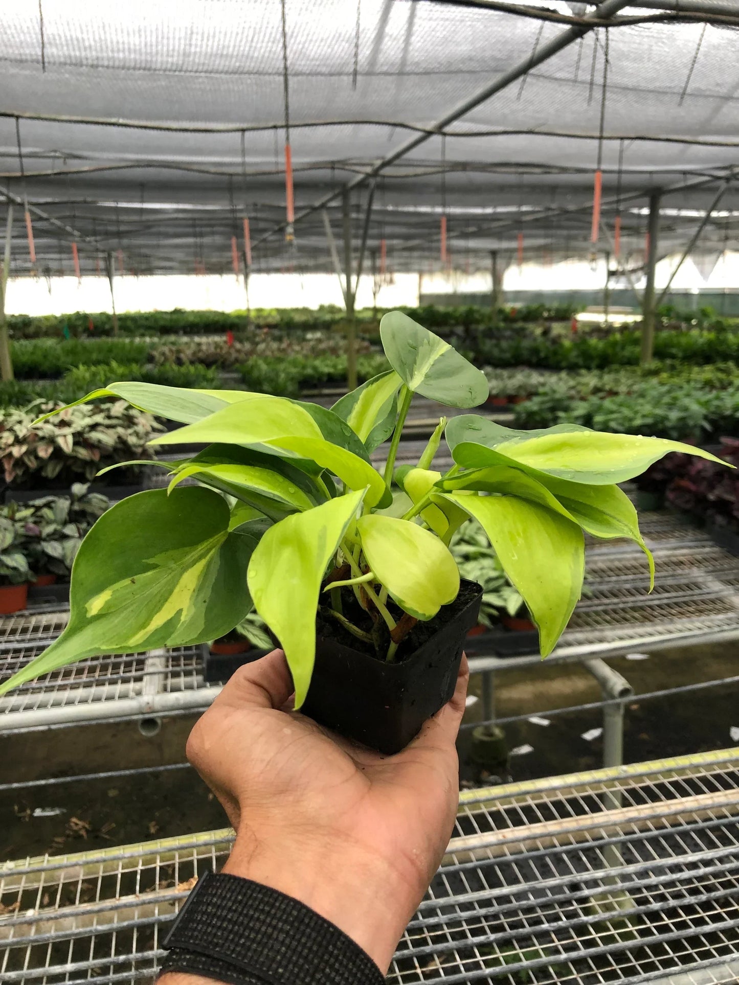 Philodendron Brasil