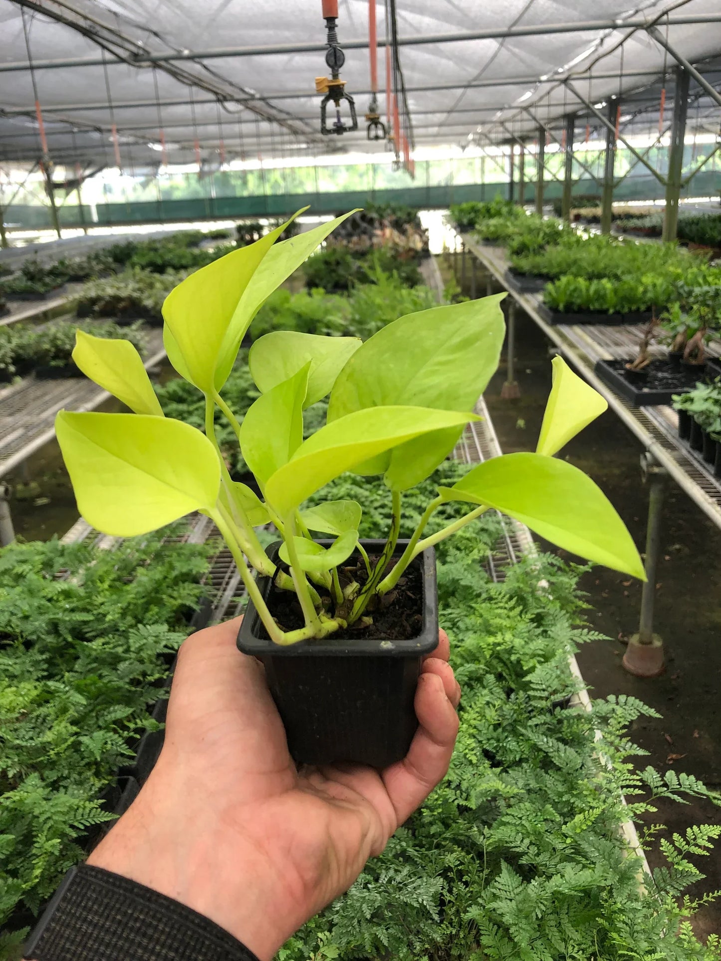 Neon Pothos Plant