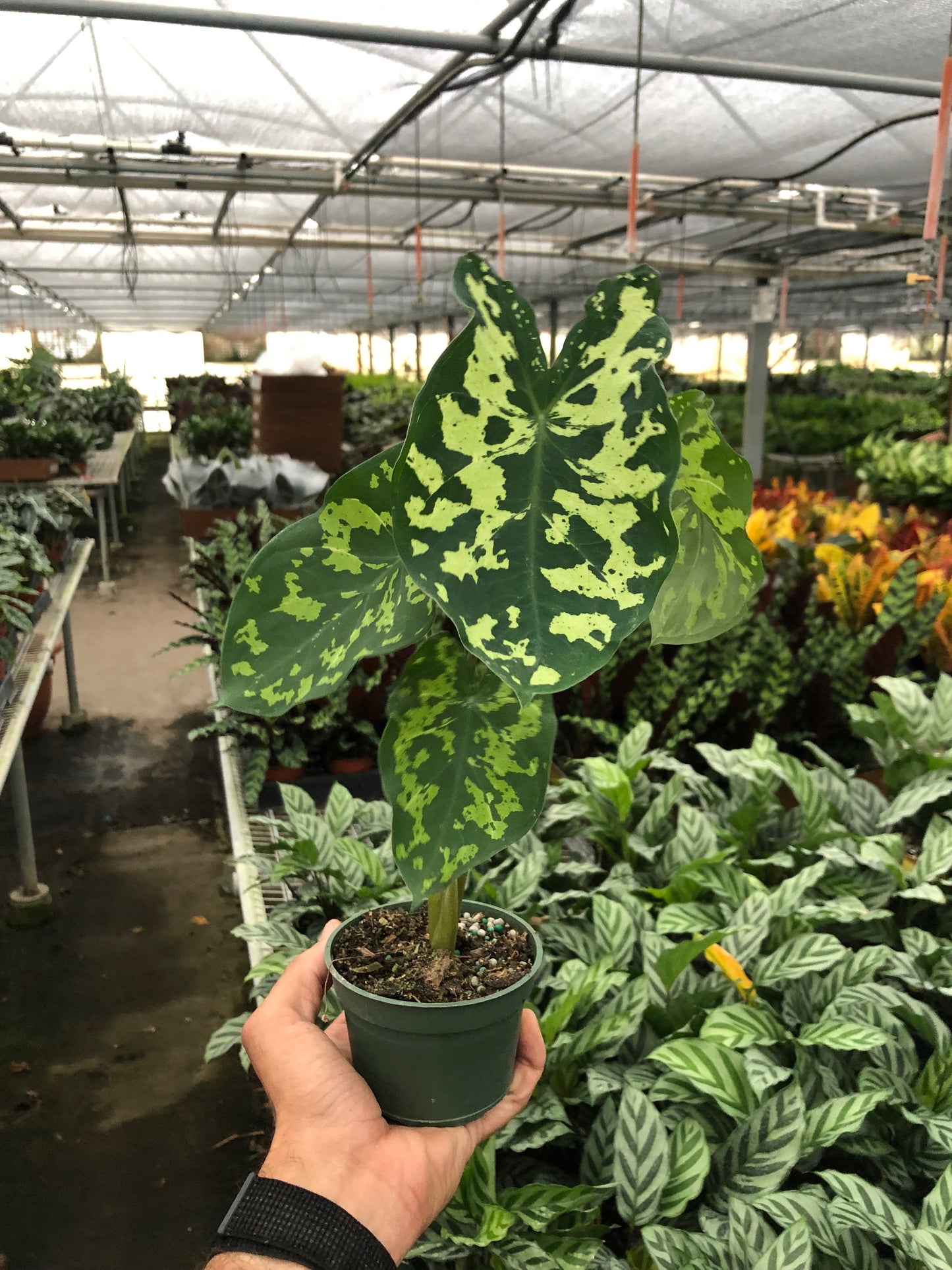 Alocasia Hilo Beauty