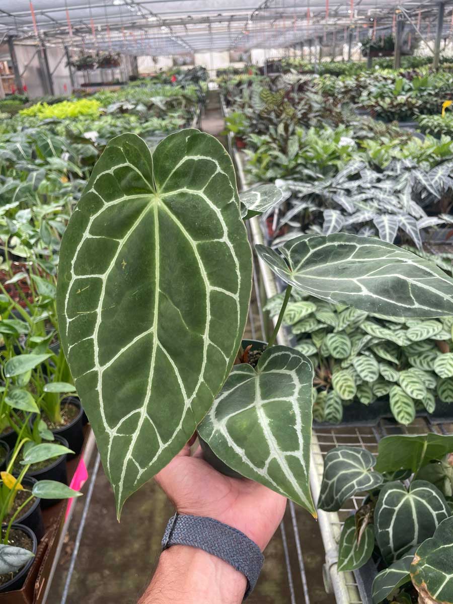 Buy Anthurium Crystallinum