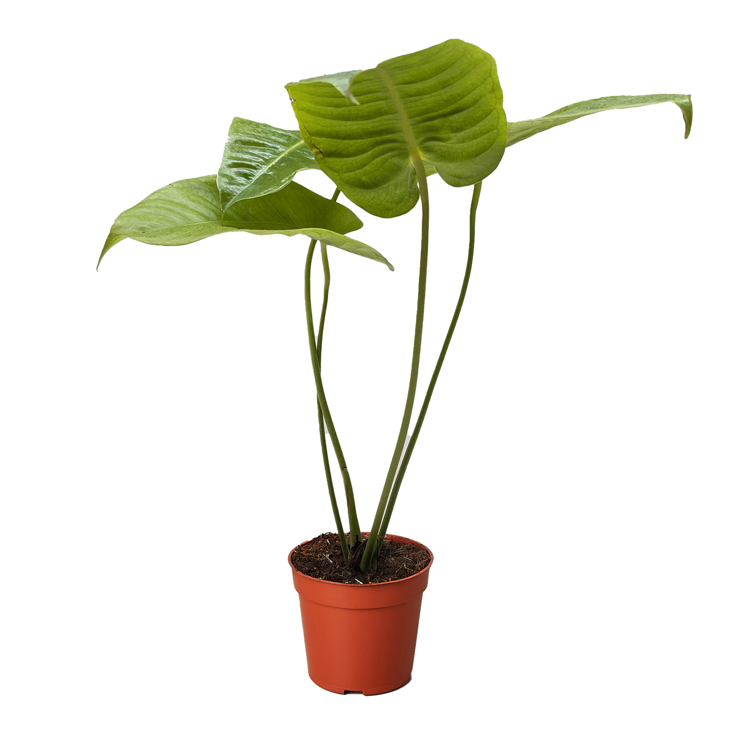 Anthurium Veitchii