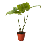 Anthurium Veitchii