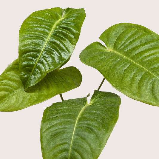 Anthurium Veitchii