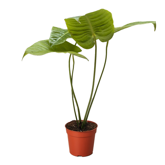 Anthurium Veitchii