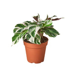 Calathea White Fusion