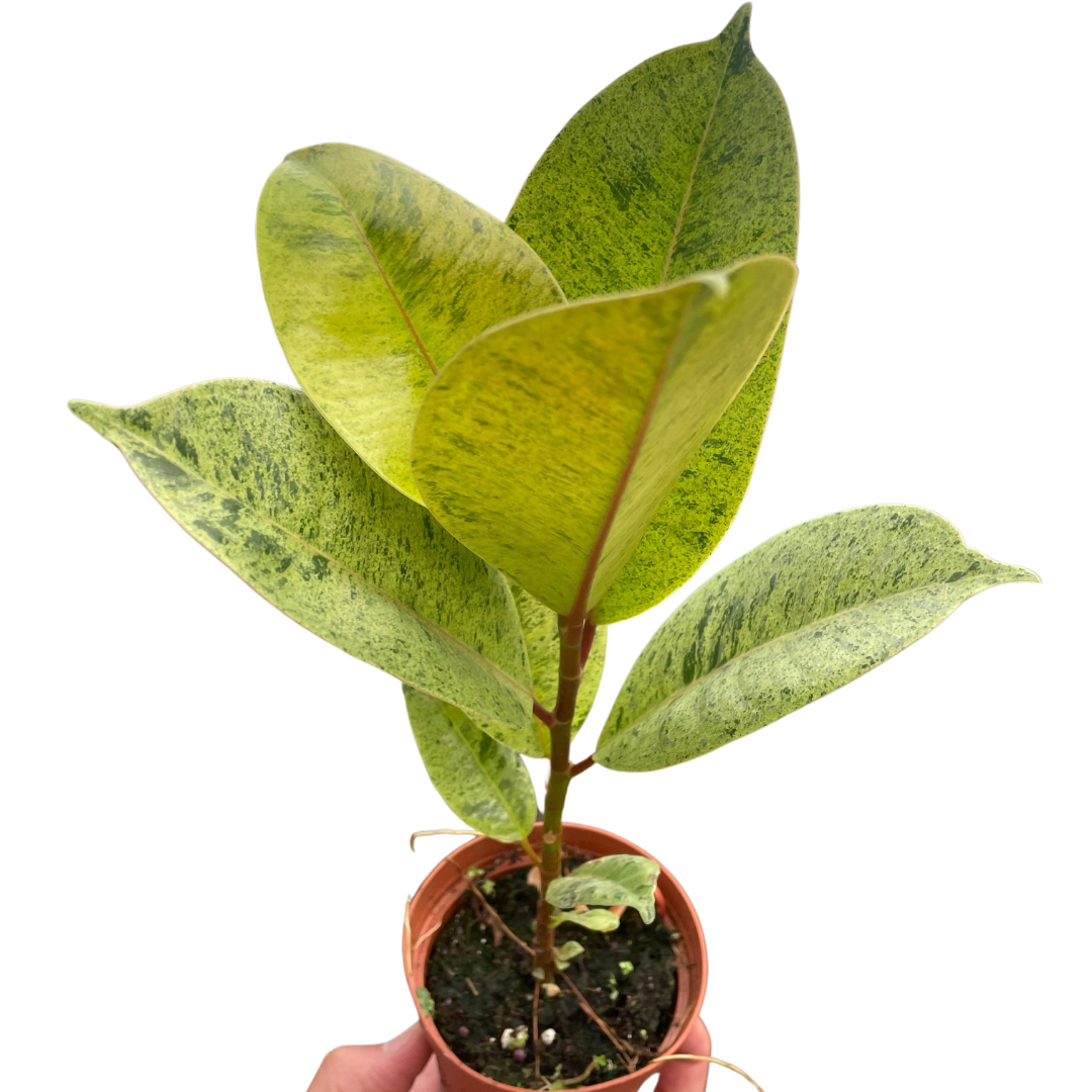 Ficus Moonshine