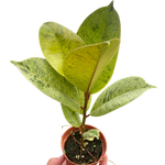 Ficus Moonshine