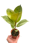 Ficus Moonshine