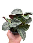 Geogenanthus Seersucker