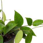 Hoya Black Margin
