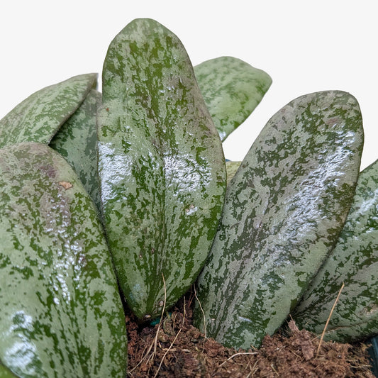 Hoya Sigillatis