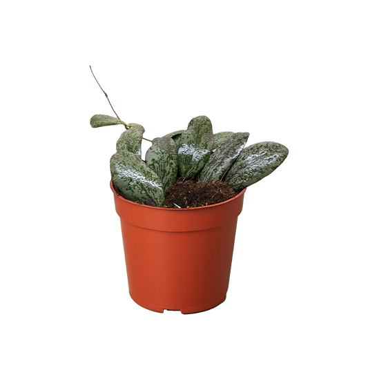 Hoya Sigillatis