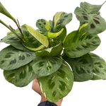 Maranta Variegated Beauty Kim
