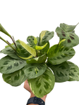 Maranta Variegated Beauty Kim