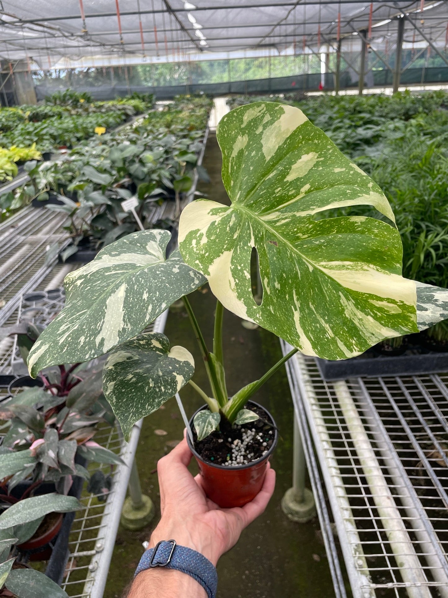 Thai Constellation Monstera