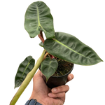 Philodendron Billietiae