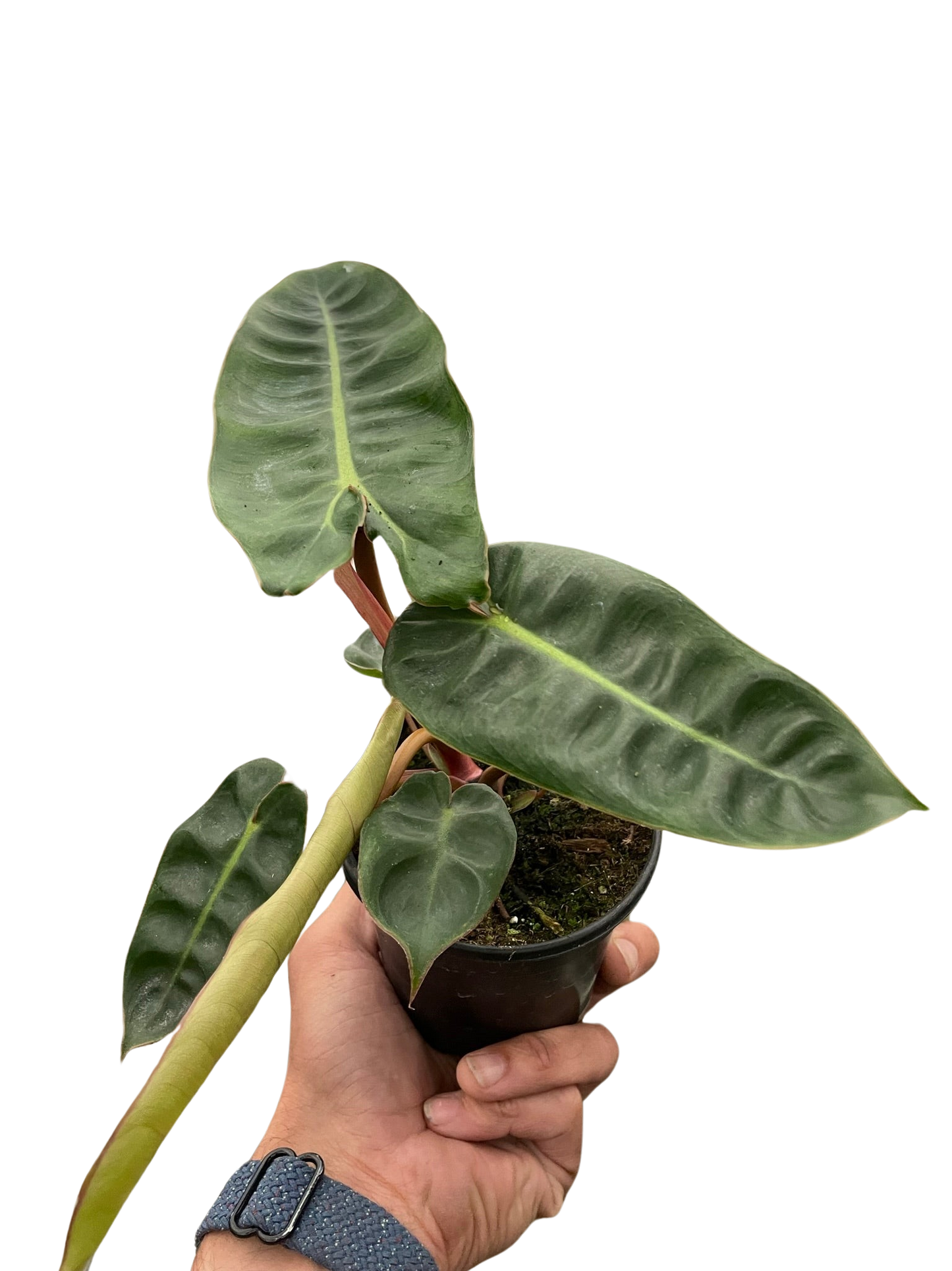 Philodendron Billietiae