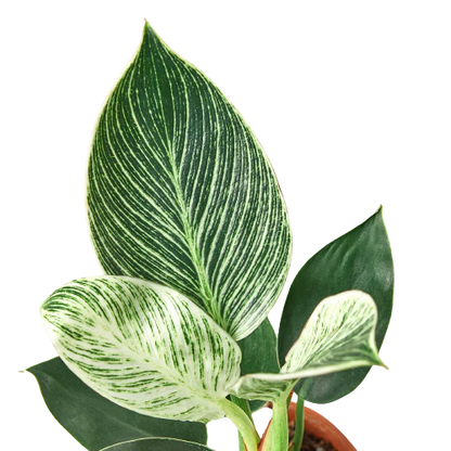 Philodendron Birkin For Sale