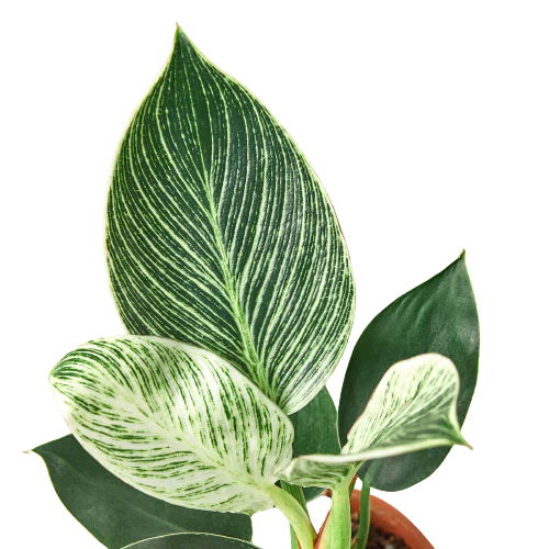 Philodendron Birkin For Sale