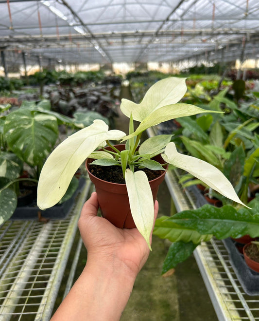 Philodendron Florida Ghost