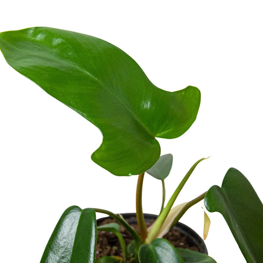 Philodendron Florida Green