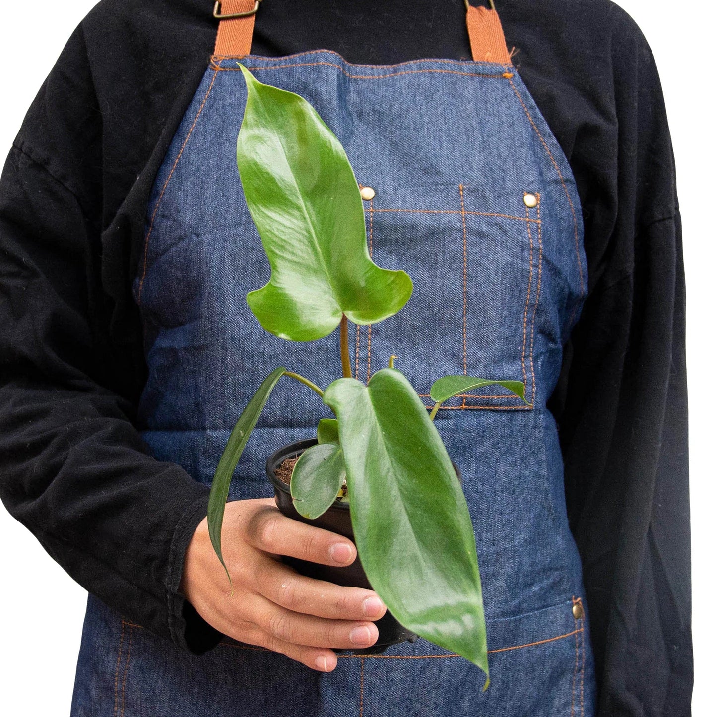 Philodendron Florida Green