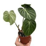 Philodendron Gloriosum