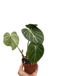 Philodendron Gloriosum