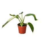 Philodendron Jose Bueno