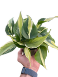 Philodendron Silver Stripe